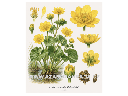 Caltha palustris Polypetala