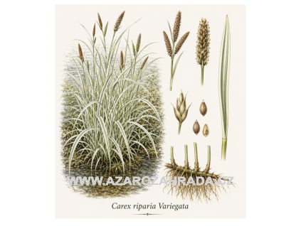 Carex riparia Variegata