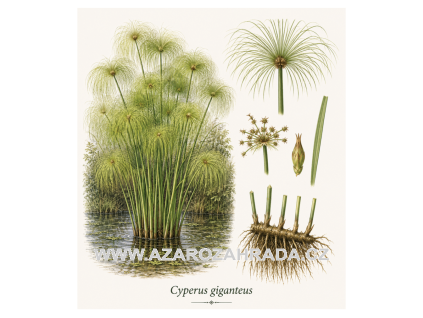 Cyperus giganteus