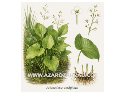 Echinodorus cordifolius