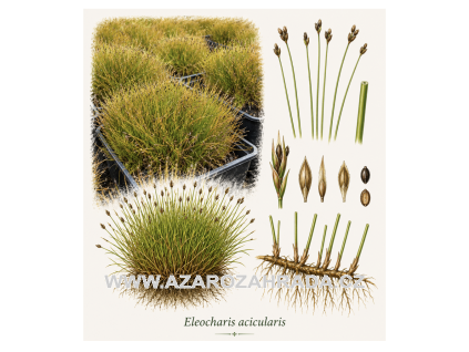 Eleocharis acicularis