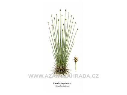 Eleocharis palustris