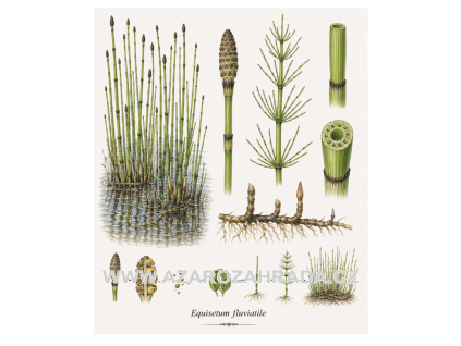 Equisetum fluviatile