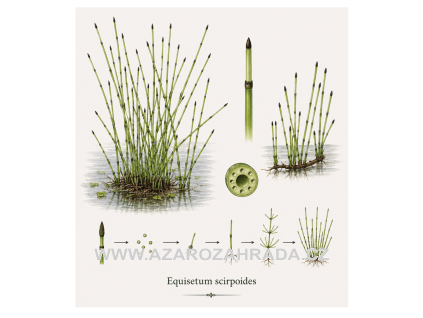 Equisetum scirpoides