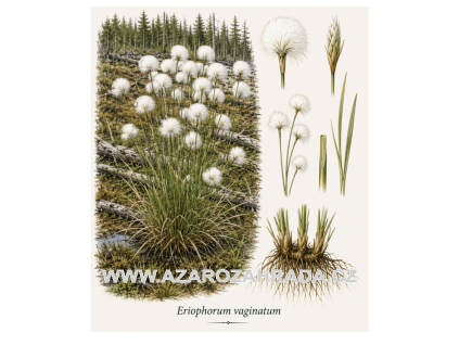 Eriophorum vaginatum