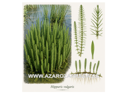 Hippuris vulgaris