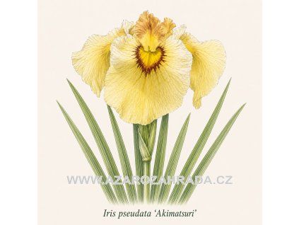 Iris Pseudata Akimatsuri