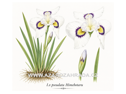 I x pseudata Himebotaru