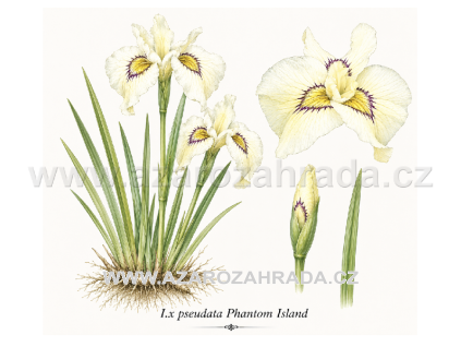 I.x%20pseudata%20Phantom%20Island