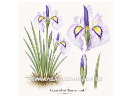 I x pseudata Taremurasaki