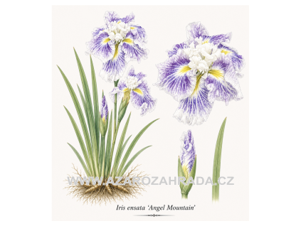 Iris ensata Angel Mountain