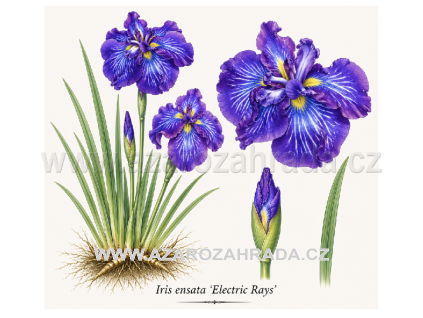 Iris ensata Electric Rays