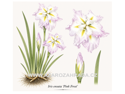 Iris ensata Pink Frost
