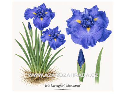 Iris kaempferi Mandarin