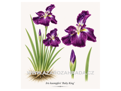 Iris kaempferi Ruby King