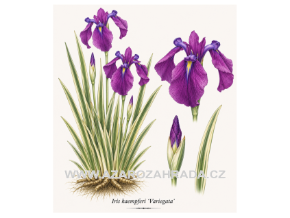 Iris kaempferi Variegata