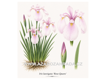 Iris laevigata Rose Queen