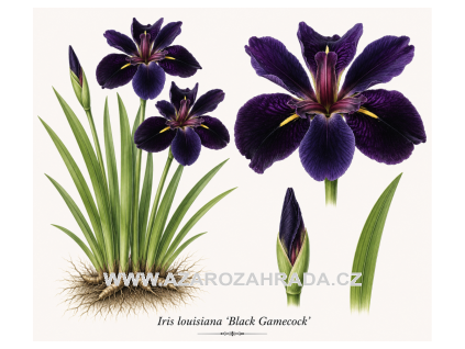 Iris louisiana Black Gamecock