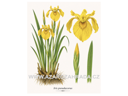 Iris pseudacorus