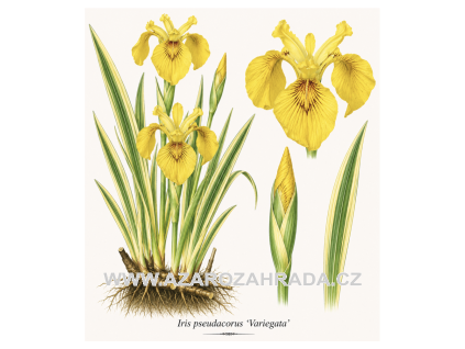 Iris pseudacorus Variegata