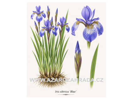 Iris sibirica Blue