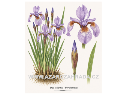 Iris sibirica Persimmon