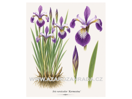 Iris versicolor Kermesina