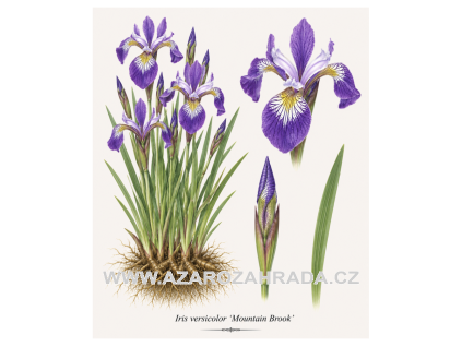 Iris versicolor Mountain Brook