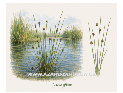 Juncus effusus