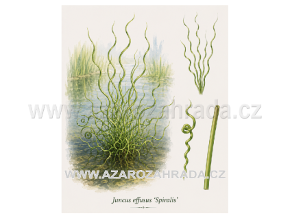 Juncus effusus Spiralis
