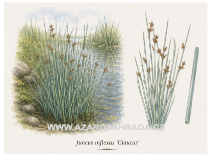 Juncus inflexus Glaucus