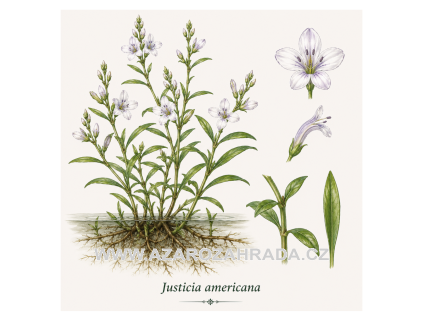 Justicia americana
