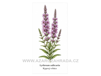 Lythrum salicaria