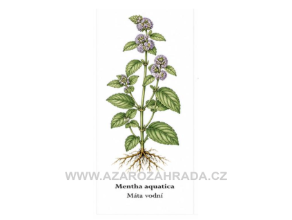 Mentha aquatica