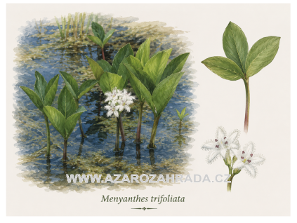 Menyanthes trifoliata
