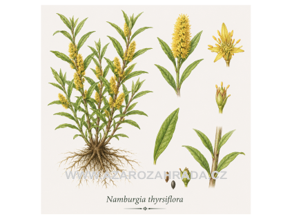 Namburgia thyrsiflora