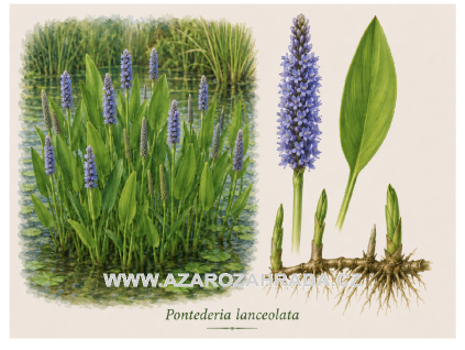 Pontederia lanceolata
