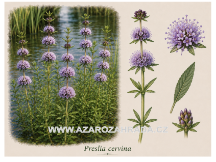 Preslia cervina