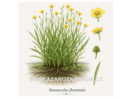 Ranunculus flammula