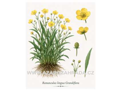 Ranunculus lingua Grandiflora