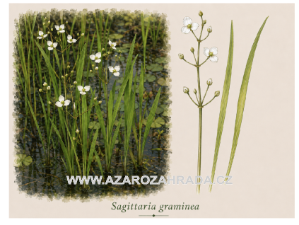 Sagittaria graminea