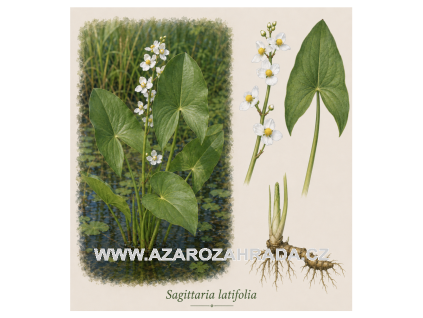Sagittaria latifolia
