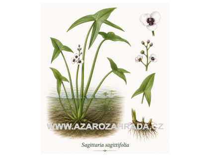Sagittaria sagittifolia