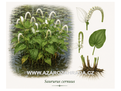 Saururus cernuus