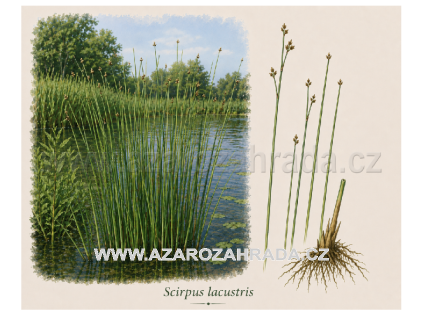 Scirpus lacustris