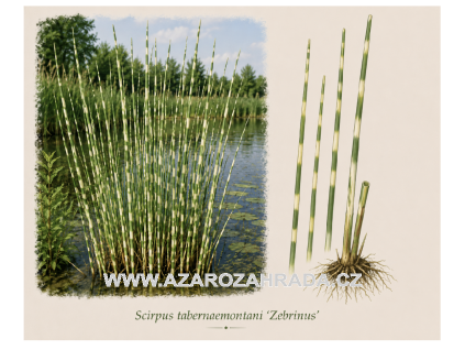 Scirpus tabernaemontani Zebrinus