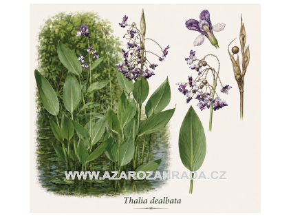 Thalia dealbata