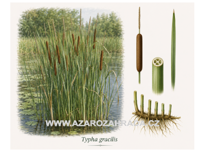 Typha gracilis