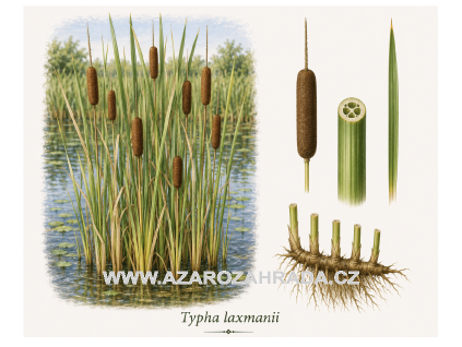 Typha laxmannii