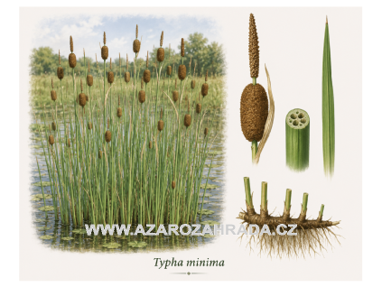 Typha minima